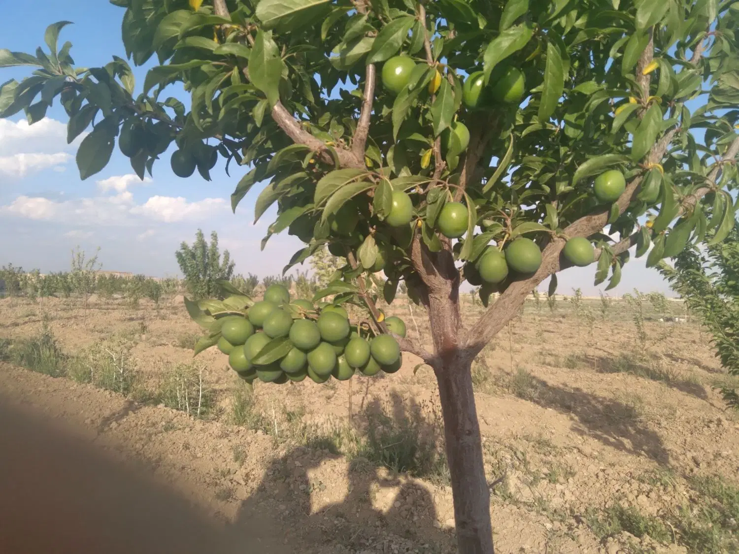 زمین فروشی مراد آباد