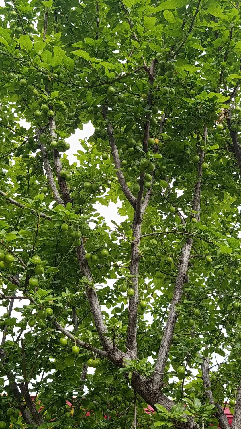 باغ ۱۰۰۰متری
