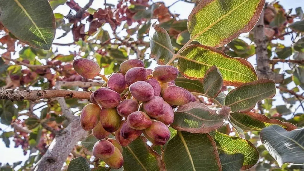 باغ پسته 30 ساله