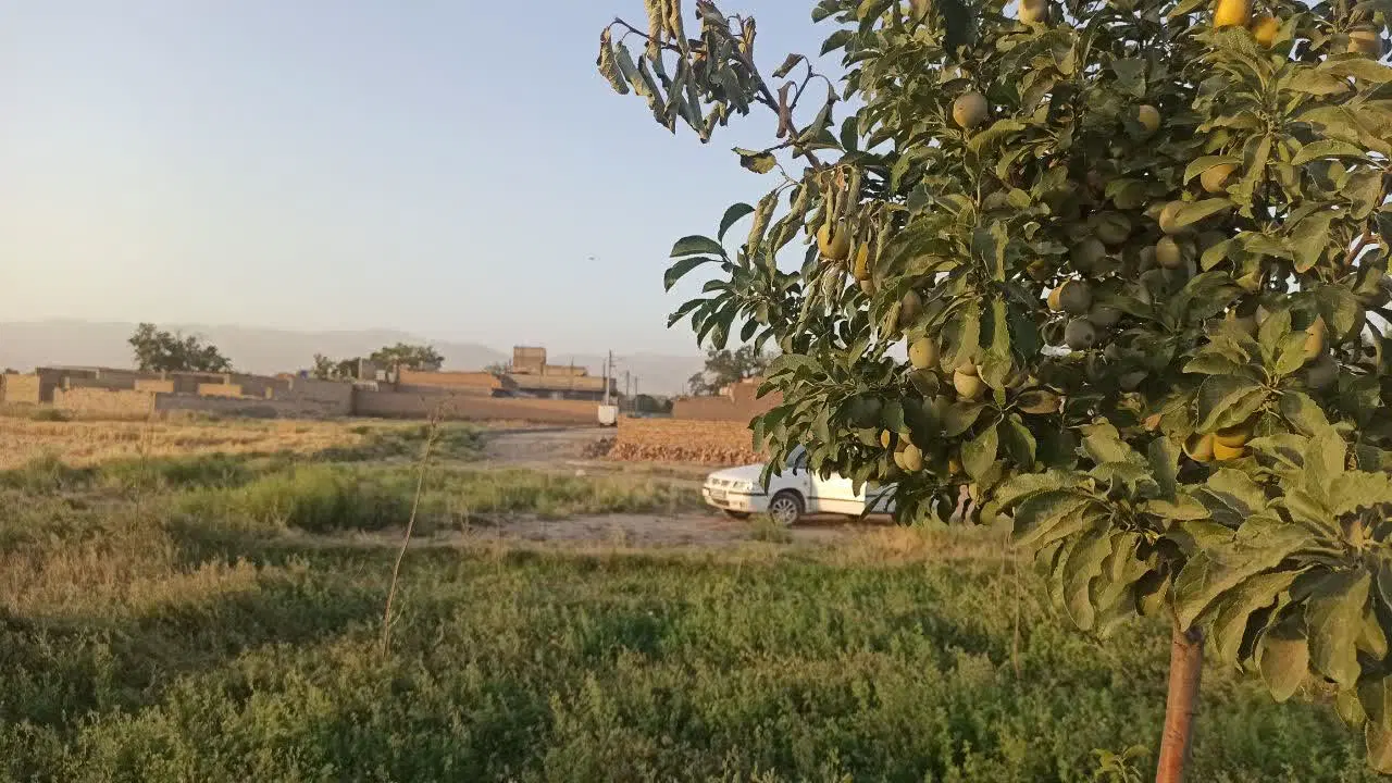باغ فروشی