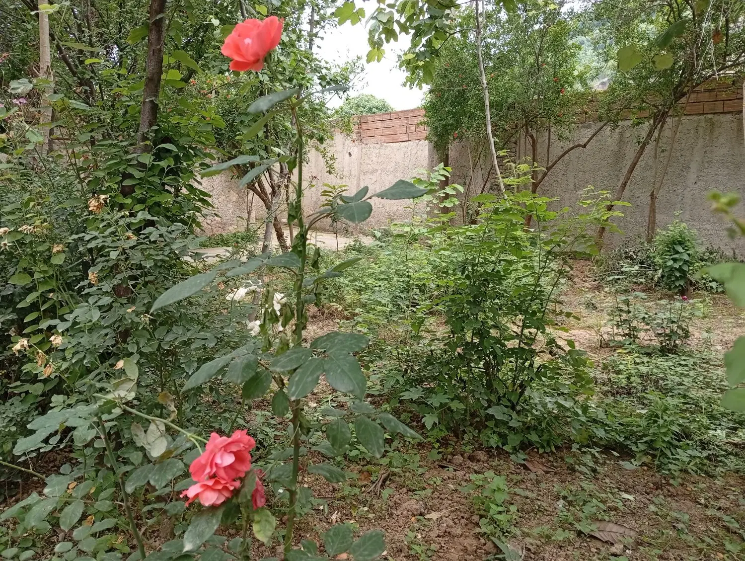 زمین ابندانسر