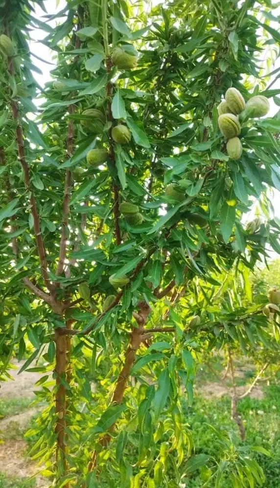 باغ بادام مامایی
