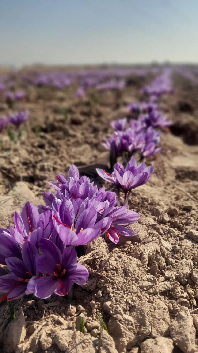 زمین کشاورزی