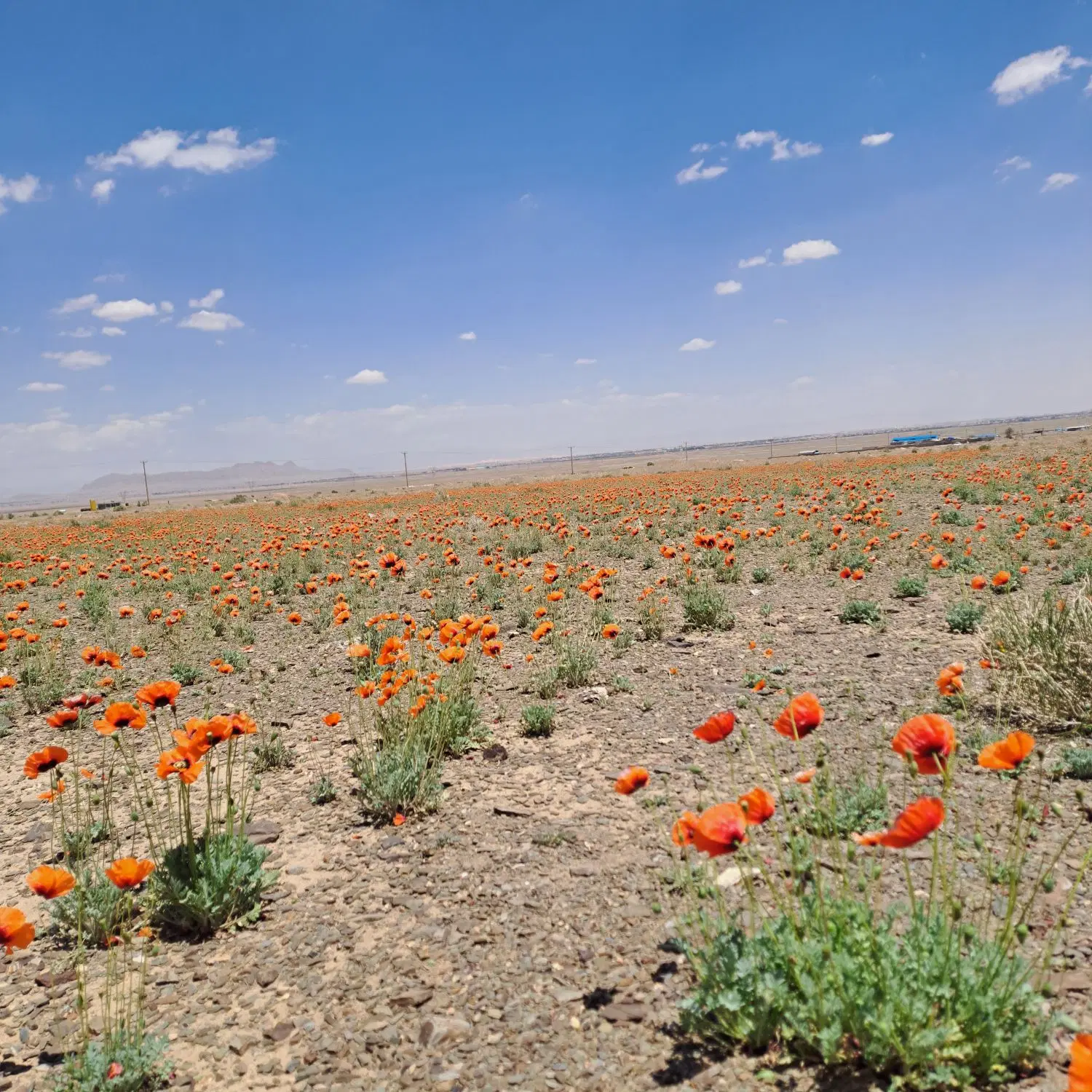 زمین مسکونی