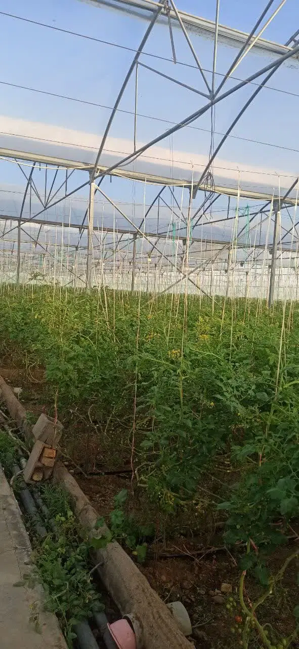 فروش گلخانه صنعتی قابل تهاتر
