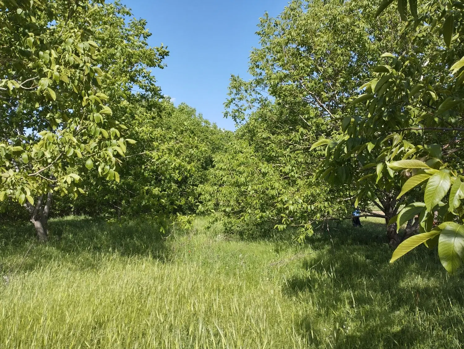 باغ گردو یا زمین کشاورزی در روستای دکاموند