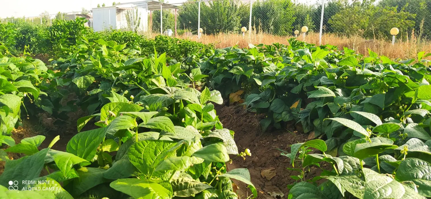 فروش خانه باغ