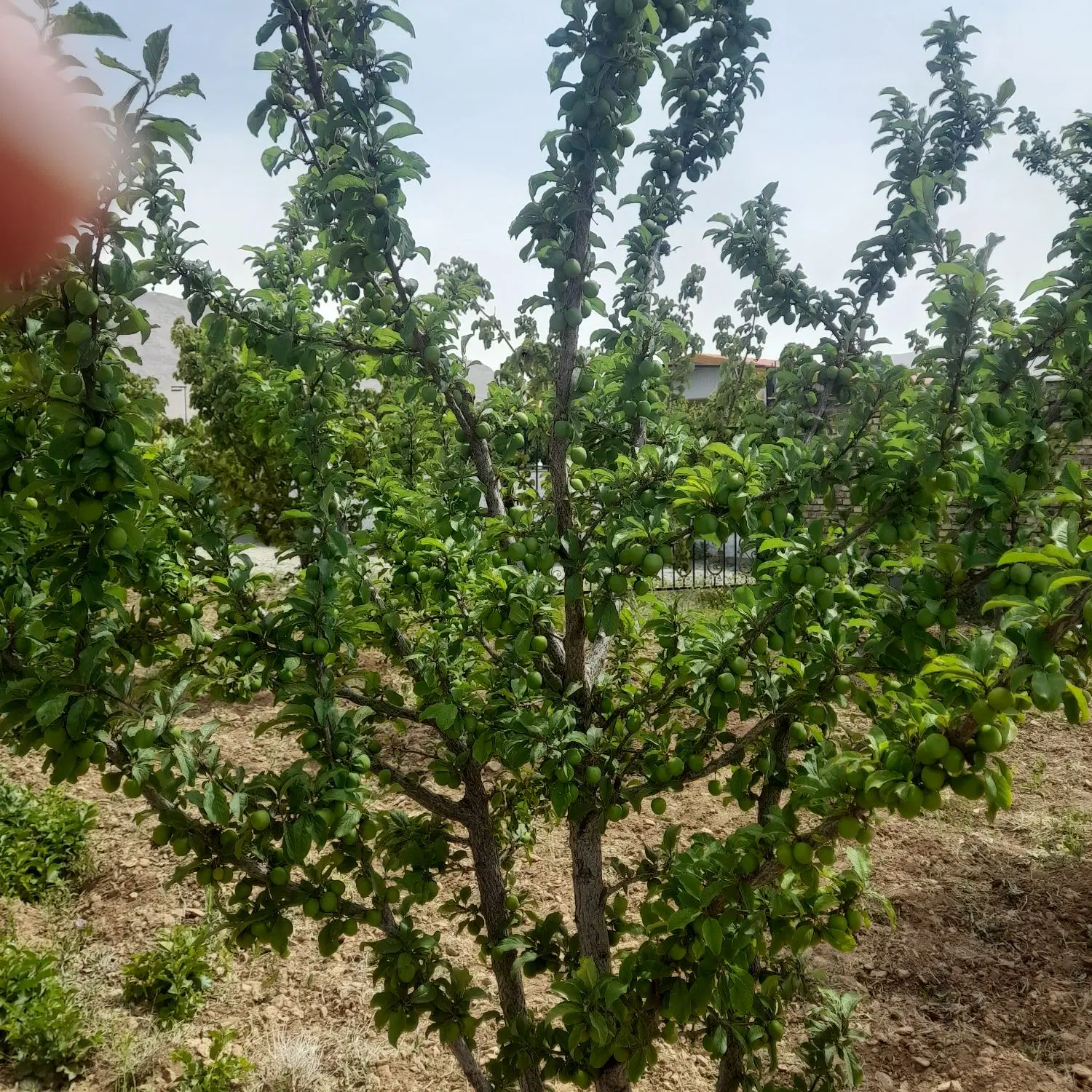 زمین بان گلشن اباد