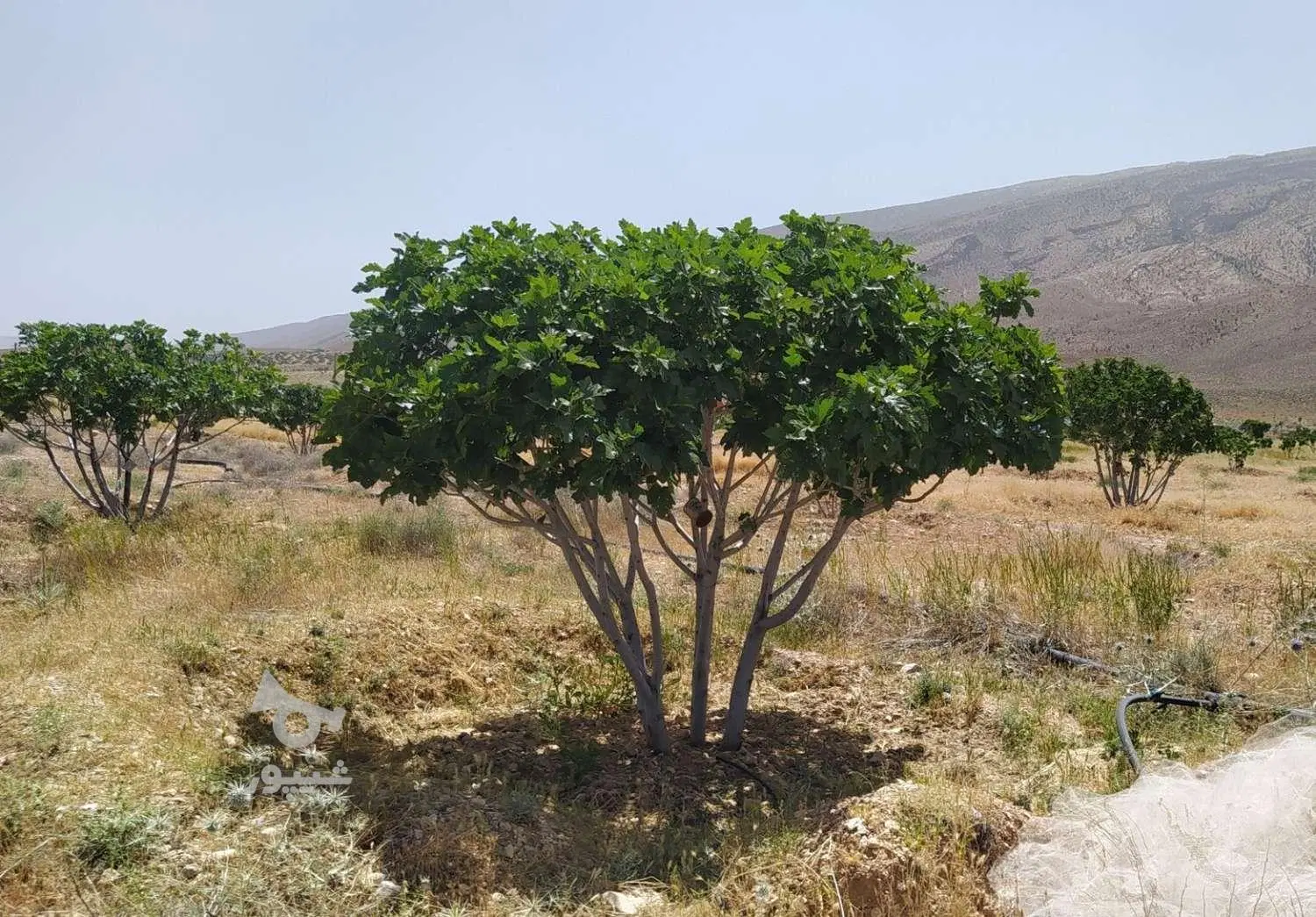 باغ انجیر