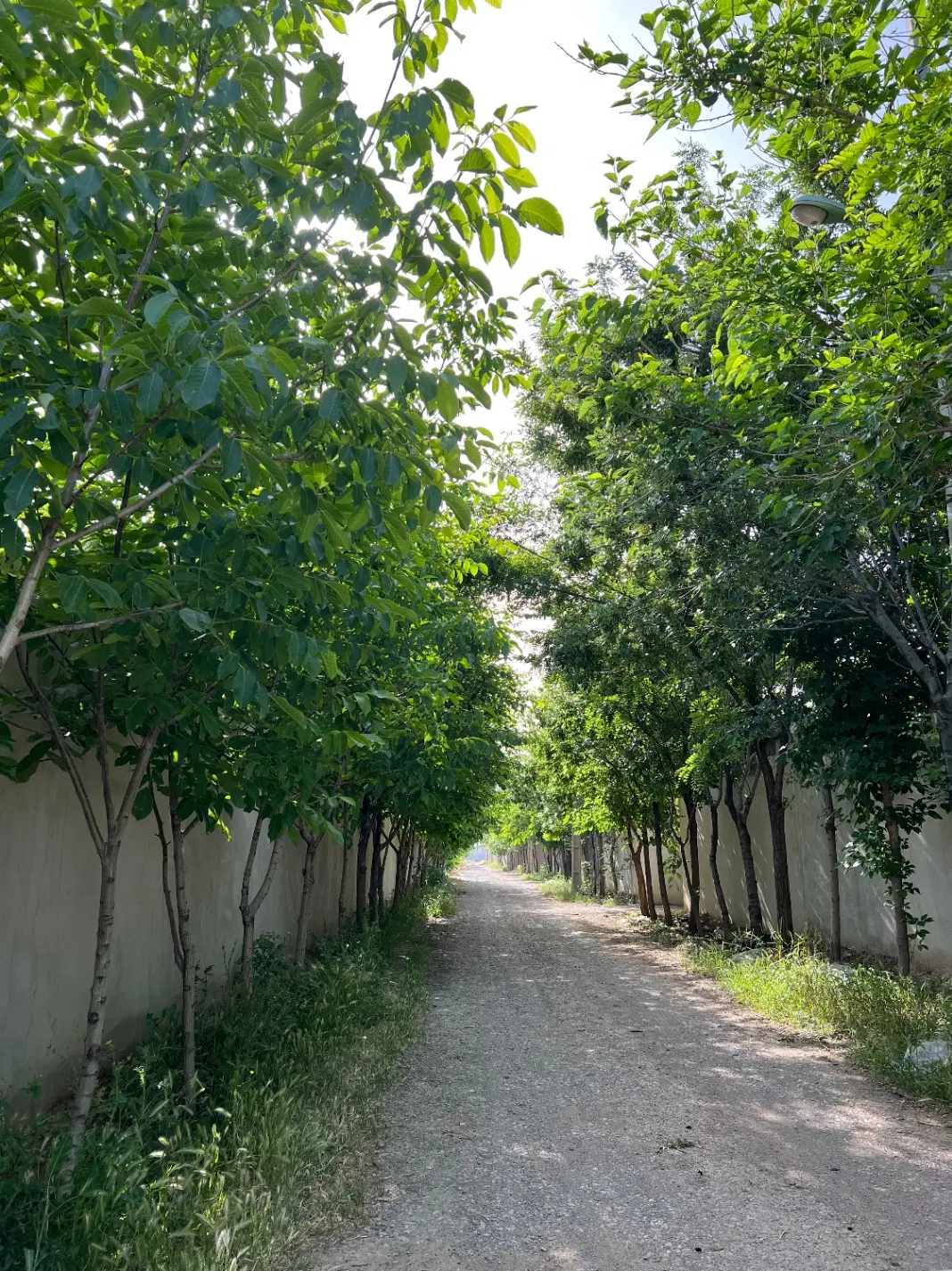 زمین با دیوار کشی جهت ویلا باغ ۸۰۰ متری