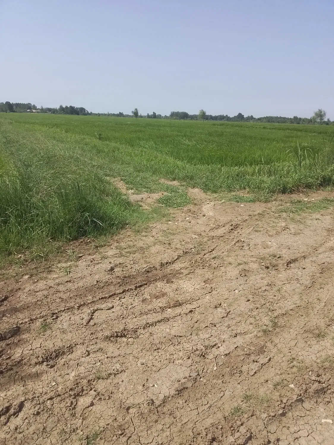 فروش مزرعه