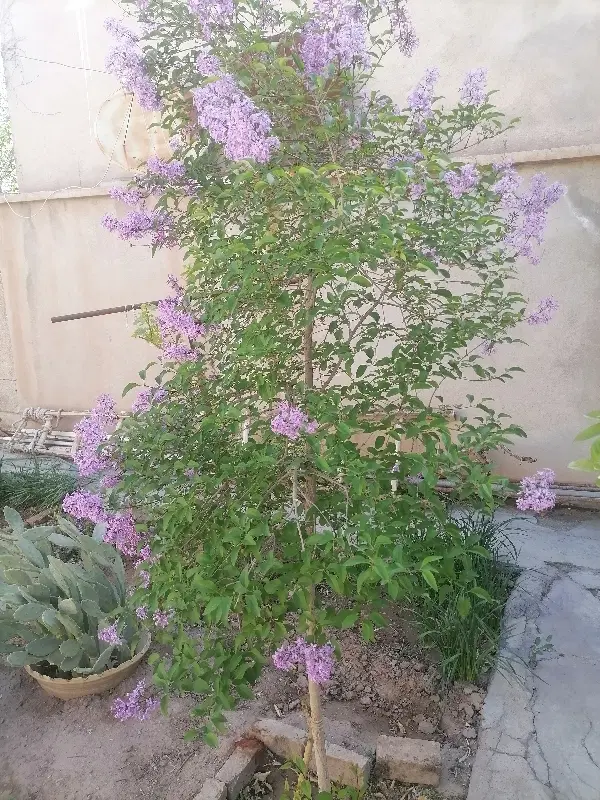 اجاره خانه