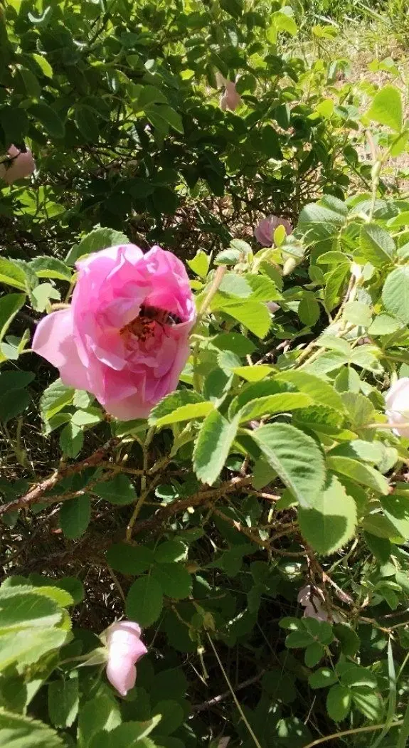 زمین کشاورزی