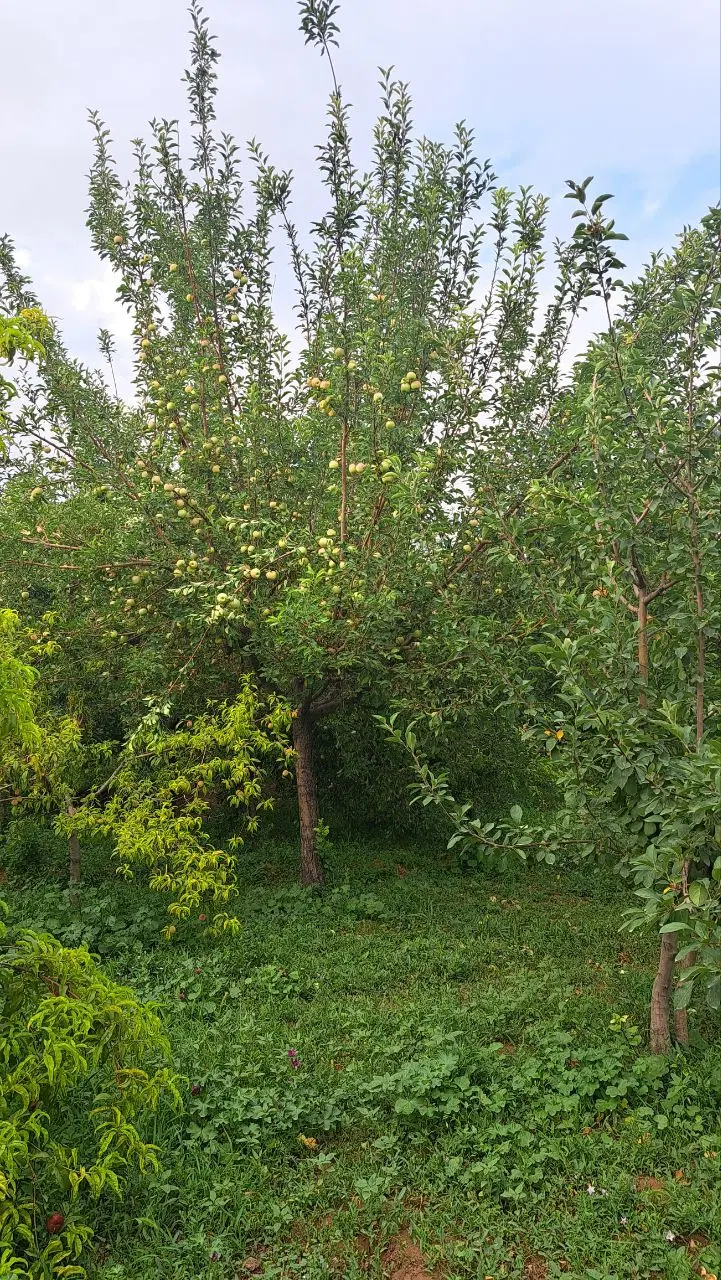 خانه باغ دنج روستای ارنان مهریز