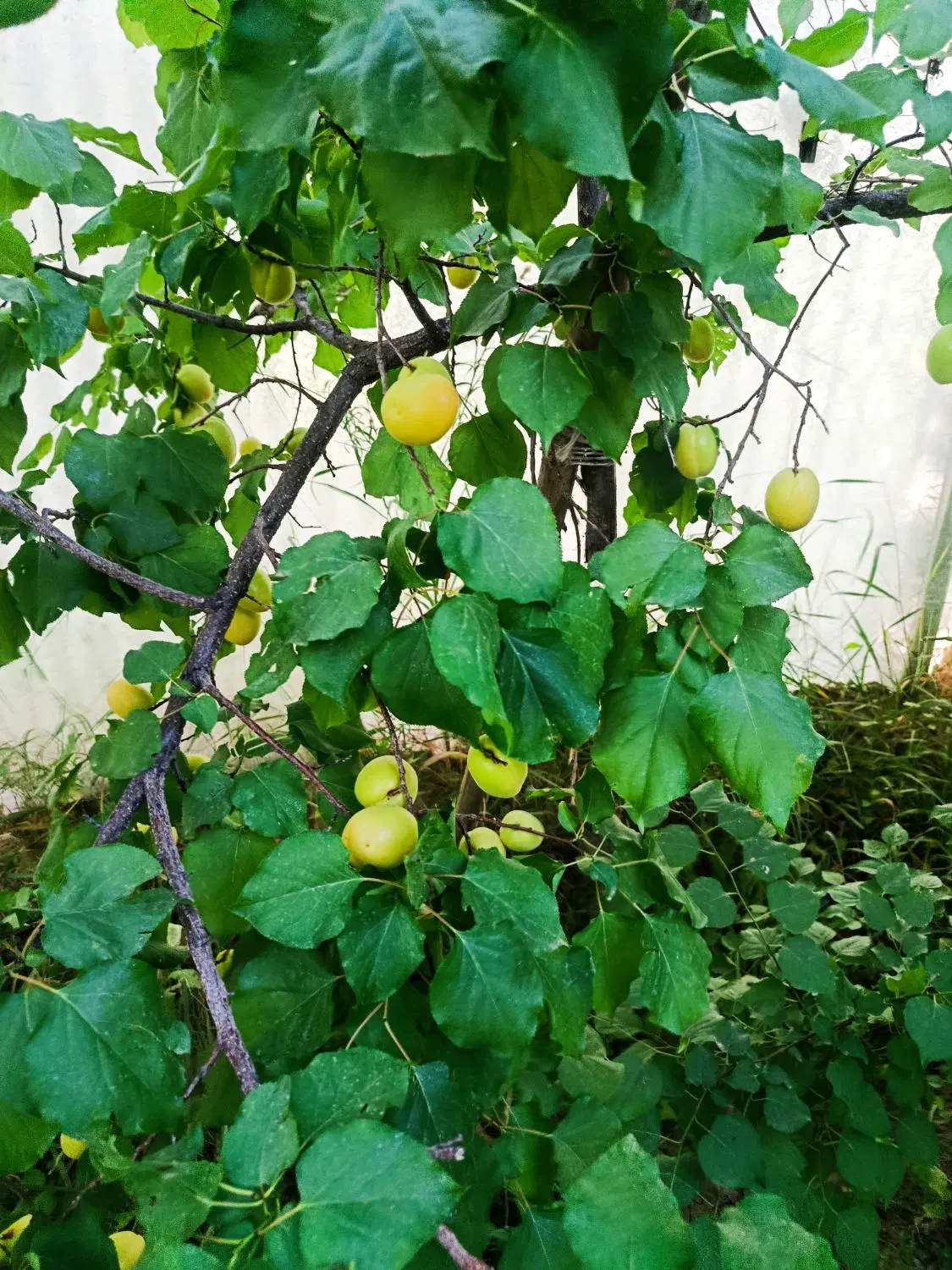 باغ آبشینه