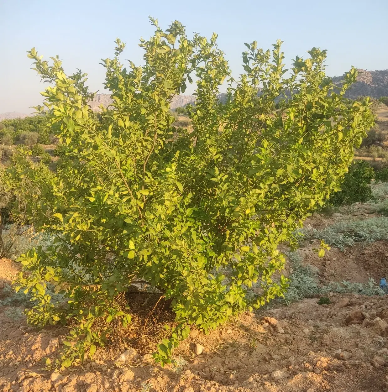 باغ ثمری