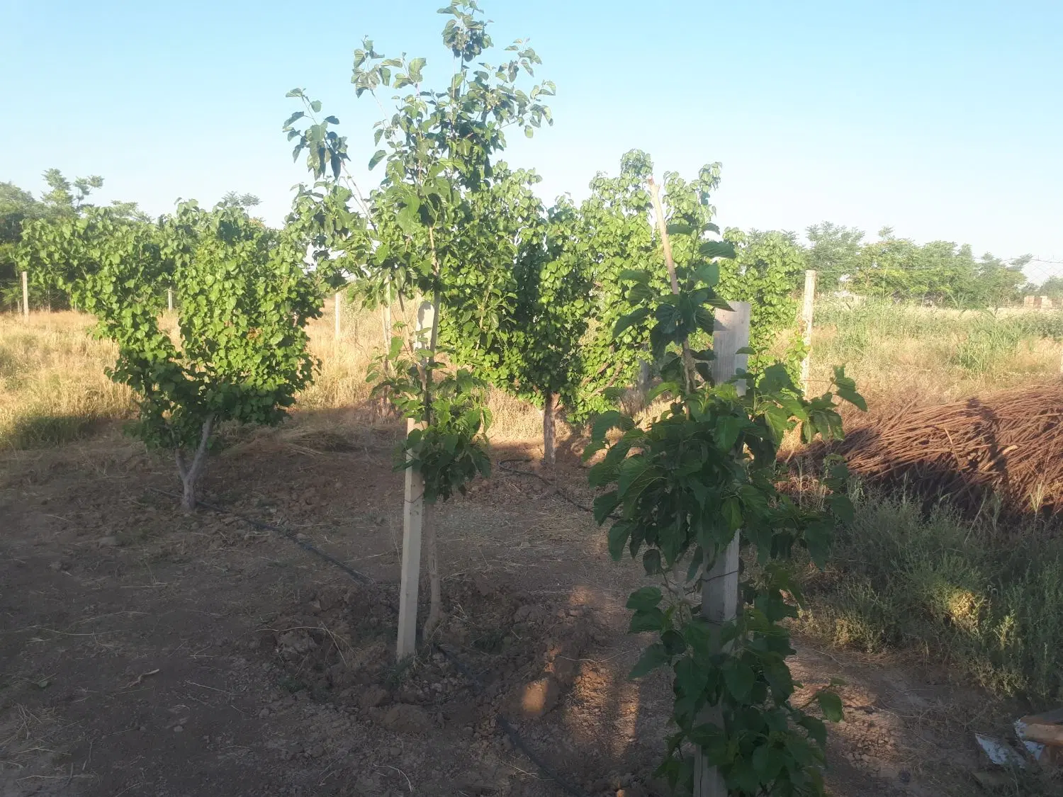 فروش زمین باغی