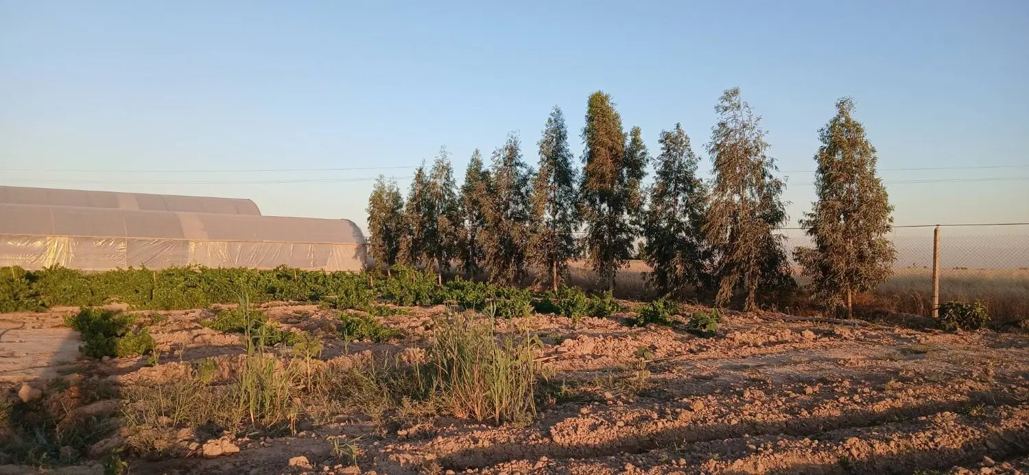 گلخانه زمین کشاورزی