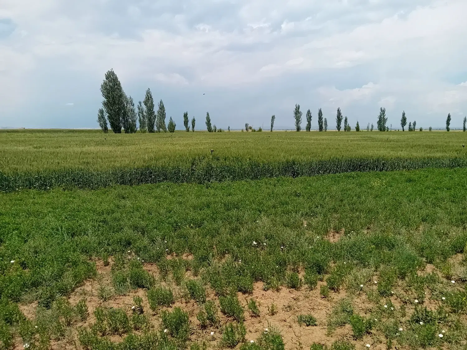 زمین زراعی۸۵۰متر۹کیلومتراردبیل مغان
