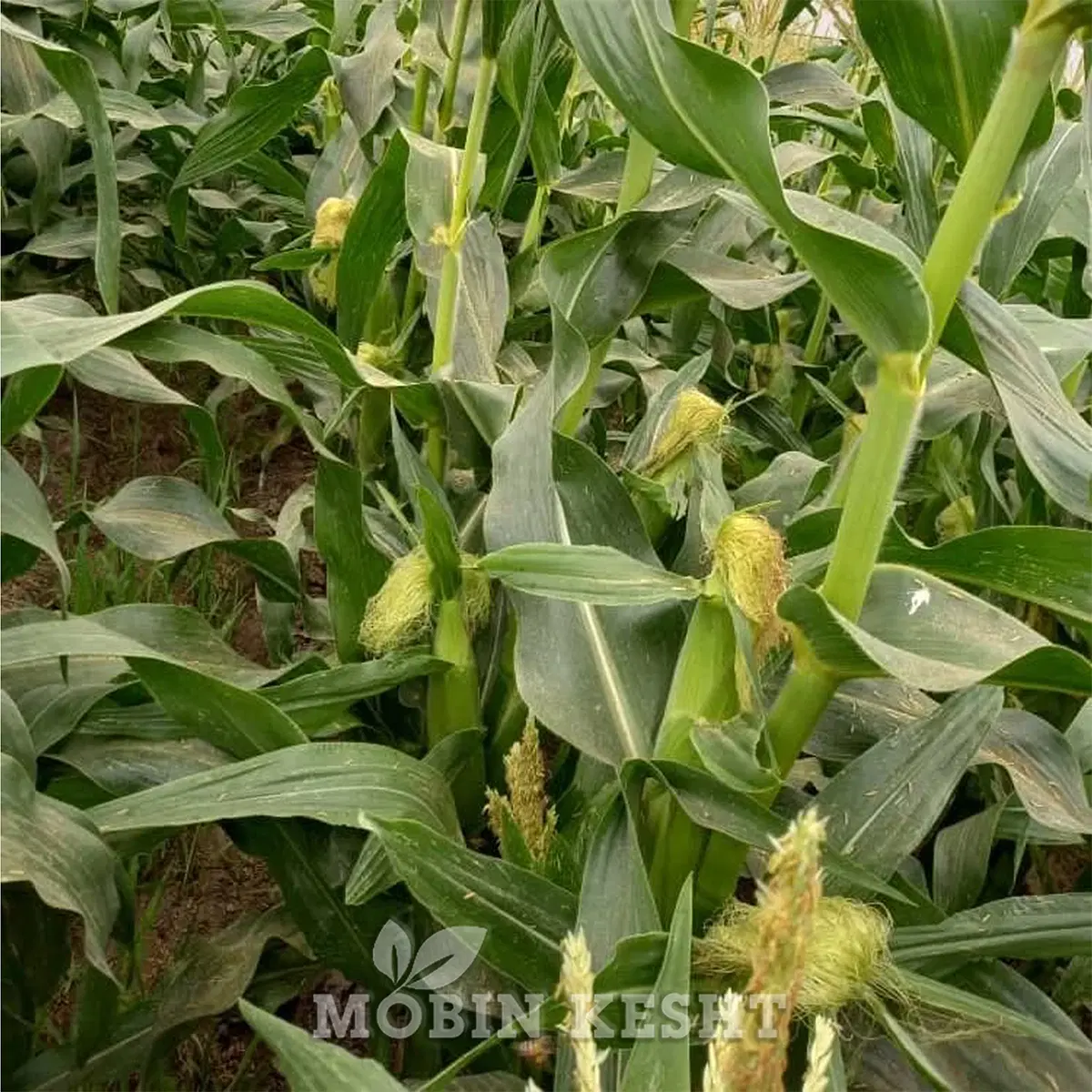 فروش ذرت علوفه ای