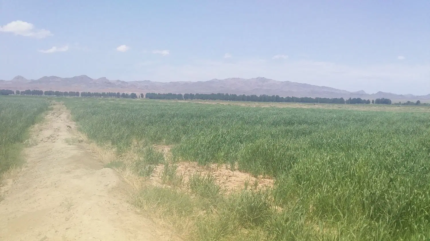 زمین مزروعی