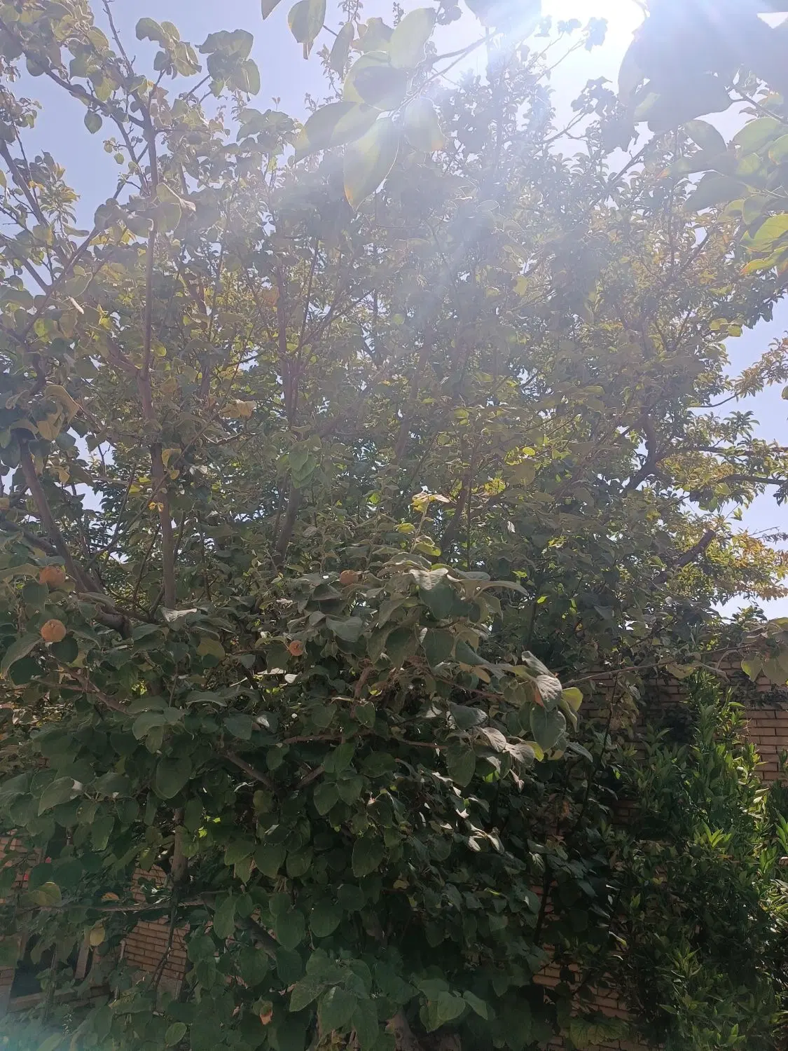 زمین کشاورزی ده بالا ده یاسایی