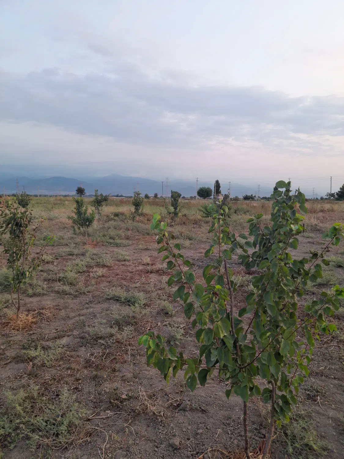 ۵۰۰ متر زمین باغی