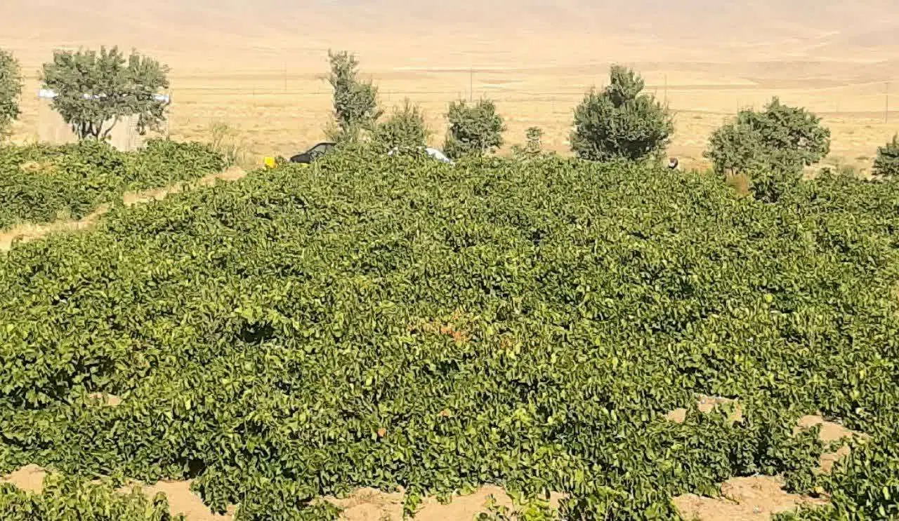 باغ انگوری شیرین آباد