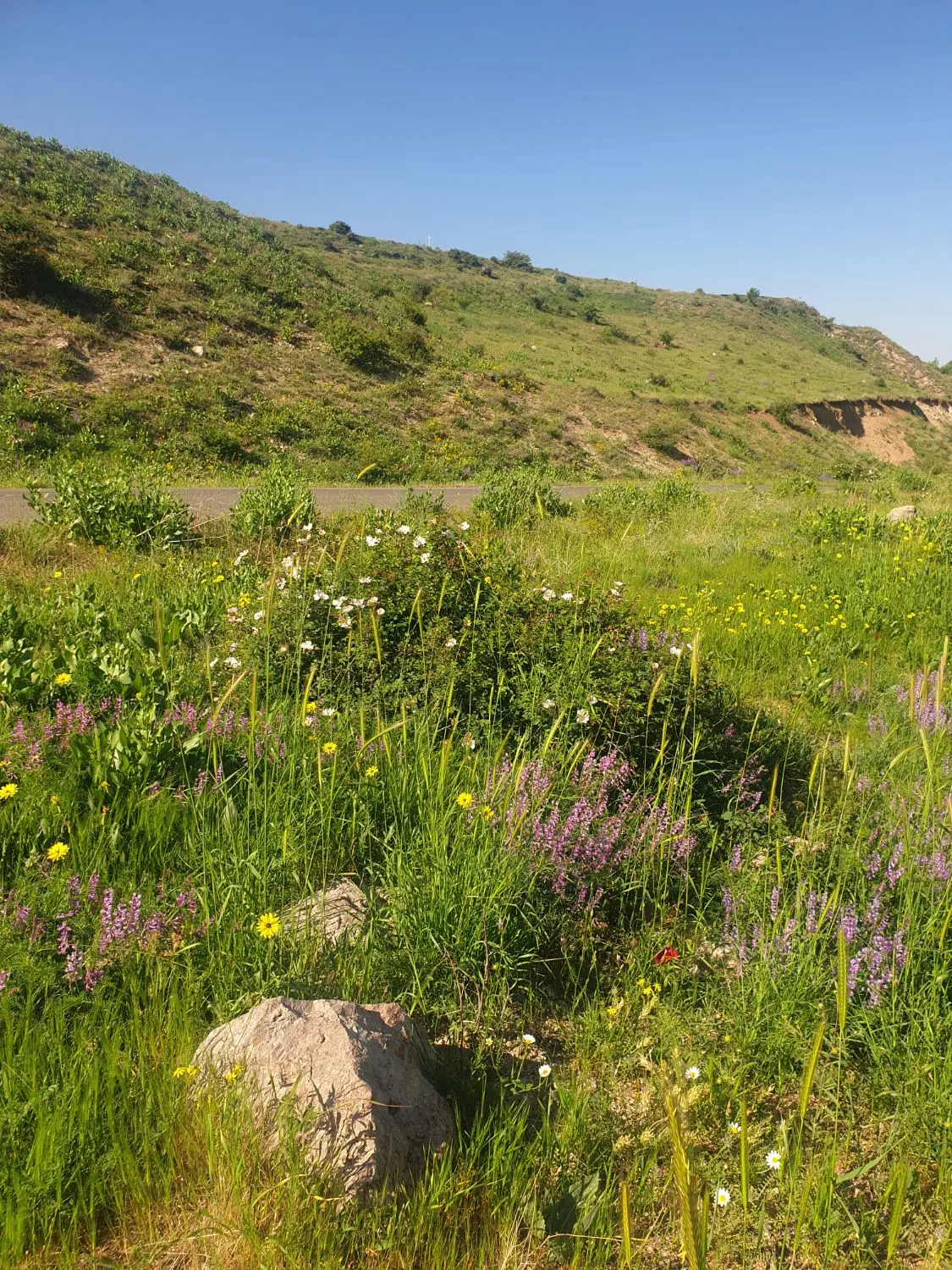 زمین زعفرانیه ۵۰۰متر