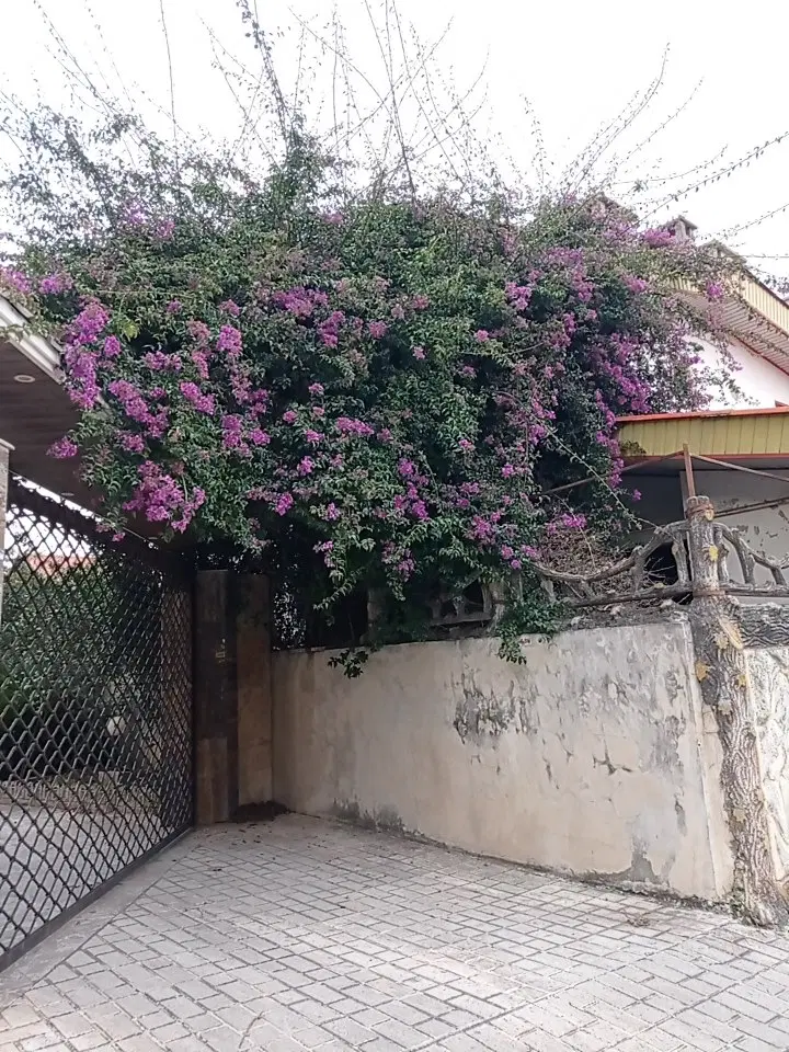 خانه اجاره روزانه صحنه