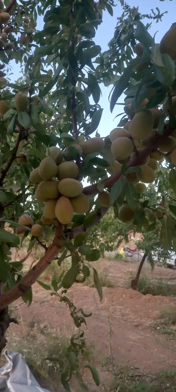 ۴۰۰۰هزار متر باغ نزدیک پل زمانخان