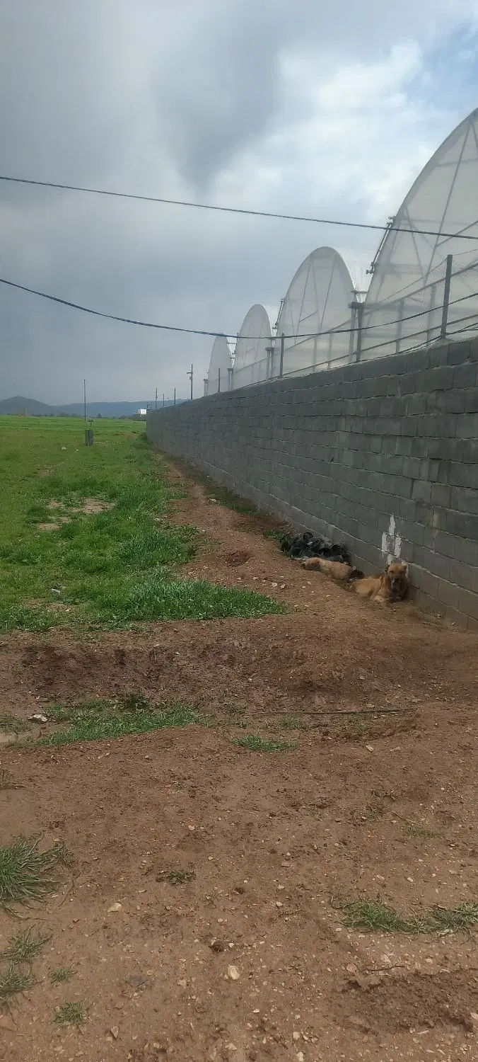 زمین با مجوز گلخانه