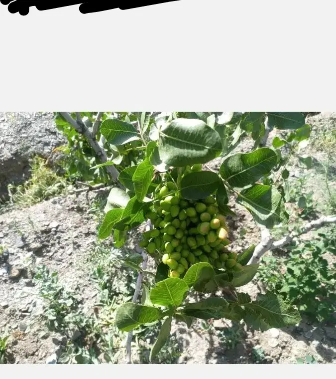 فروش باغ ضیاالدین پشت معاینه فنی