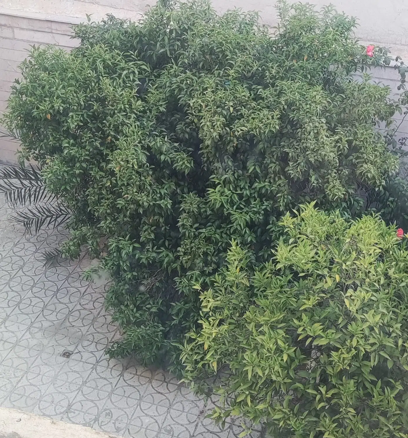 رهن منزل شهرک والفجر