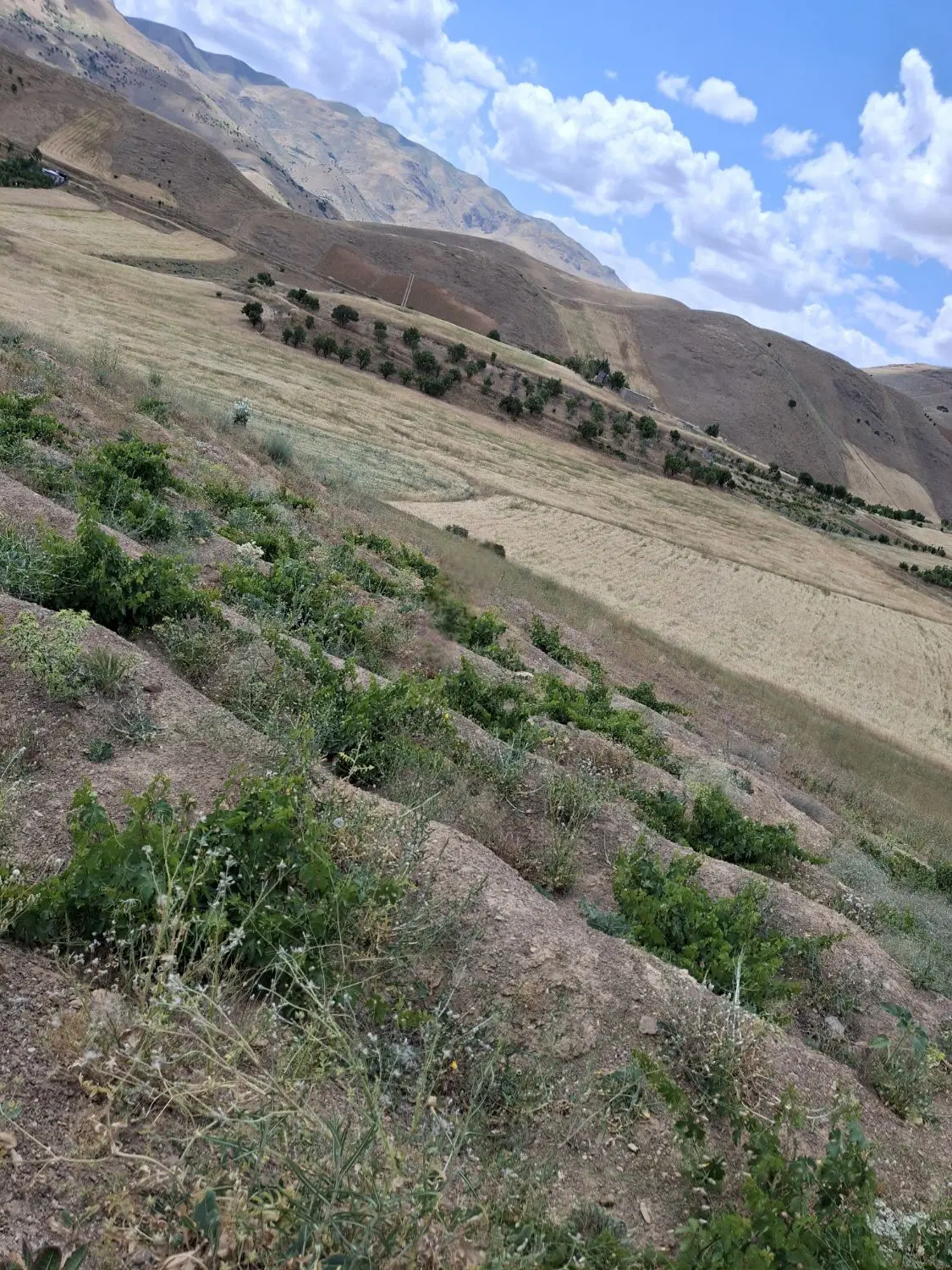 زمین جاده کره‌سی