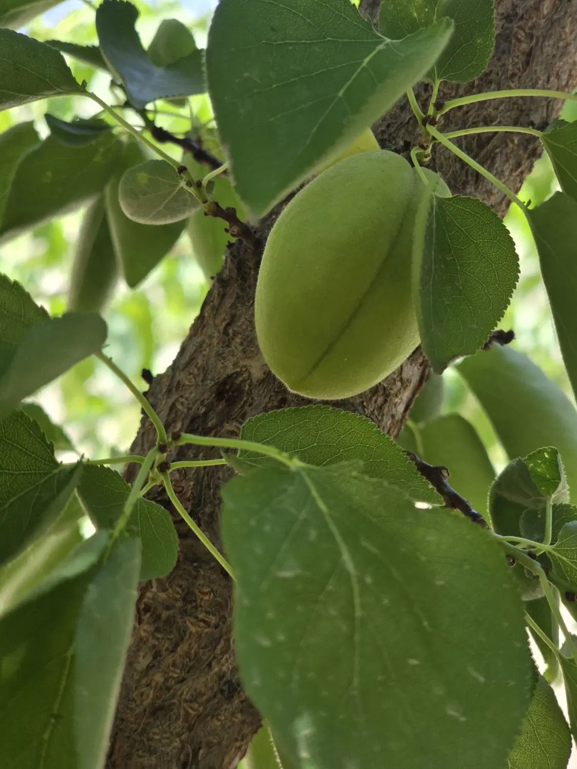 باغچه چهارصد متری خلق آباد مجهز