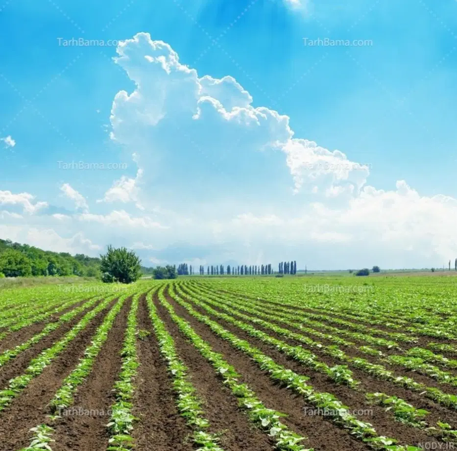 زمین کشاورزی باغداری انتهای چالیمار