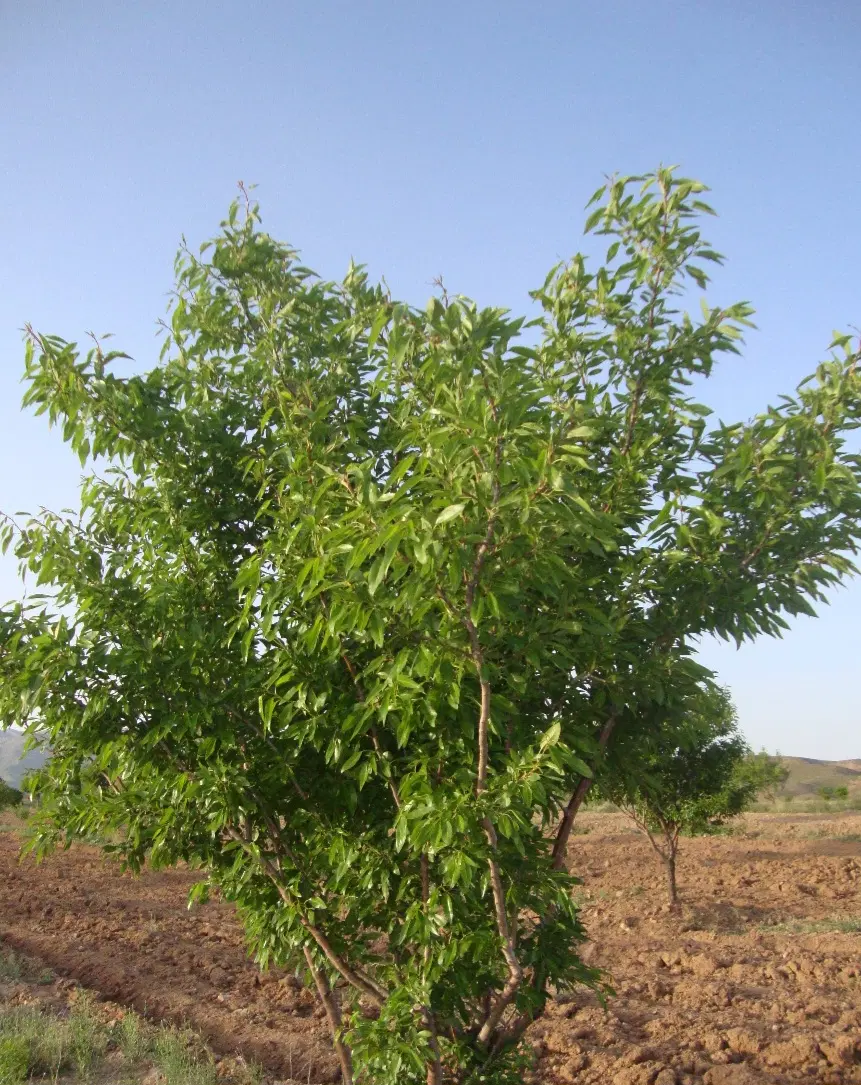 طرح عمان