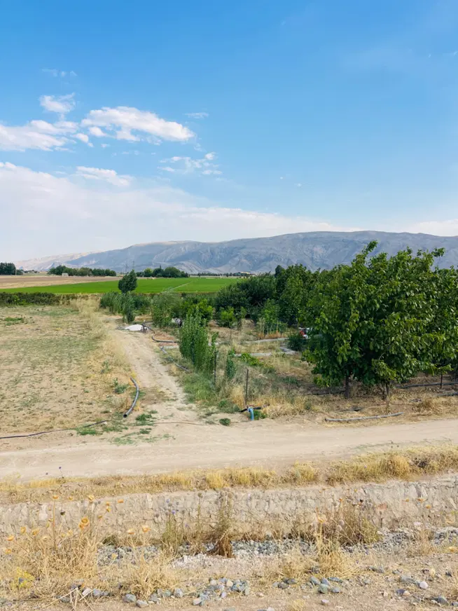 زمین باغی