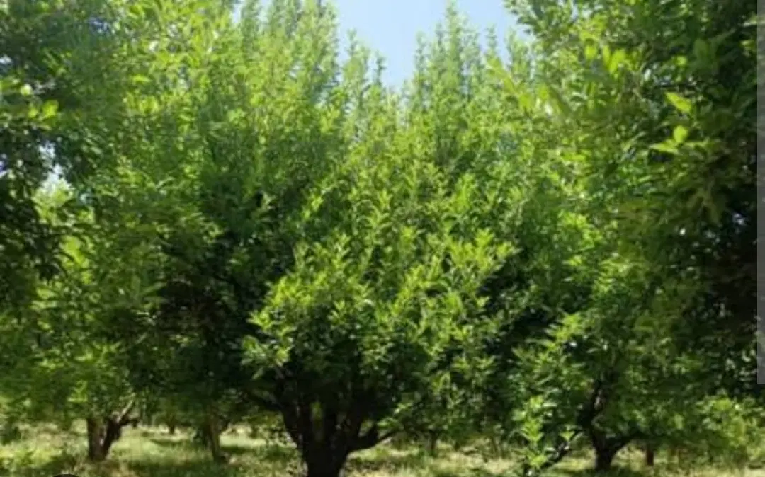 خانه باغ دهبالا
