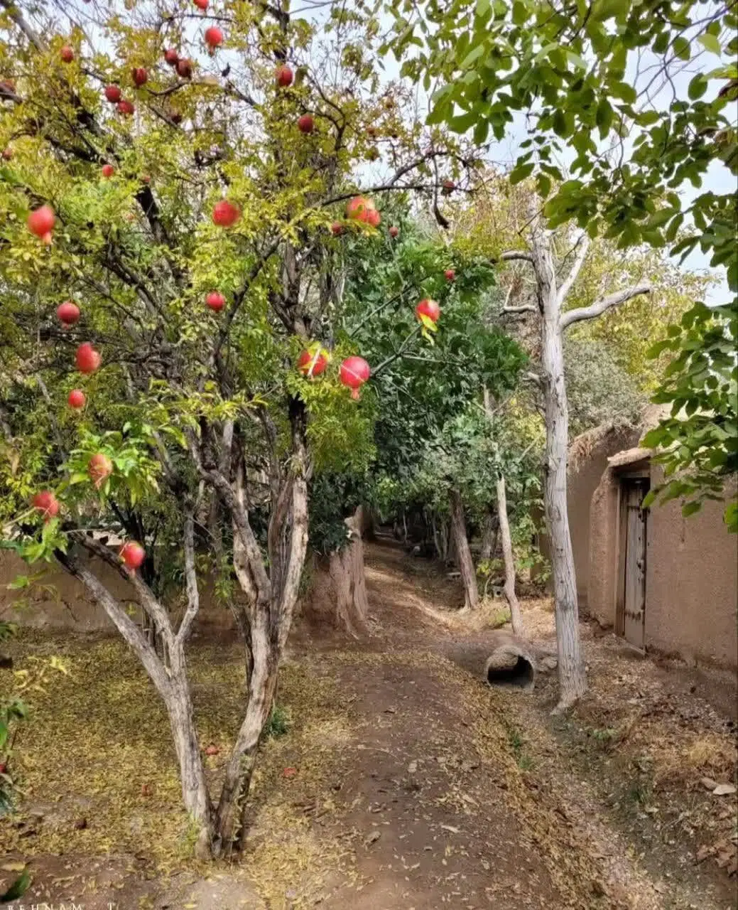یه خونه در مرواریه که کلا 800متره و400متر به فروش