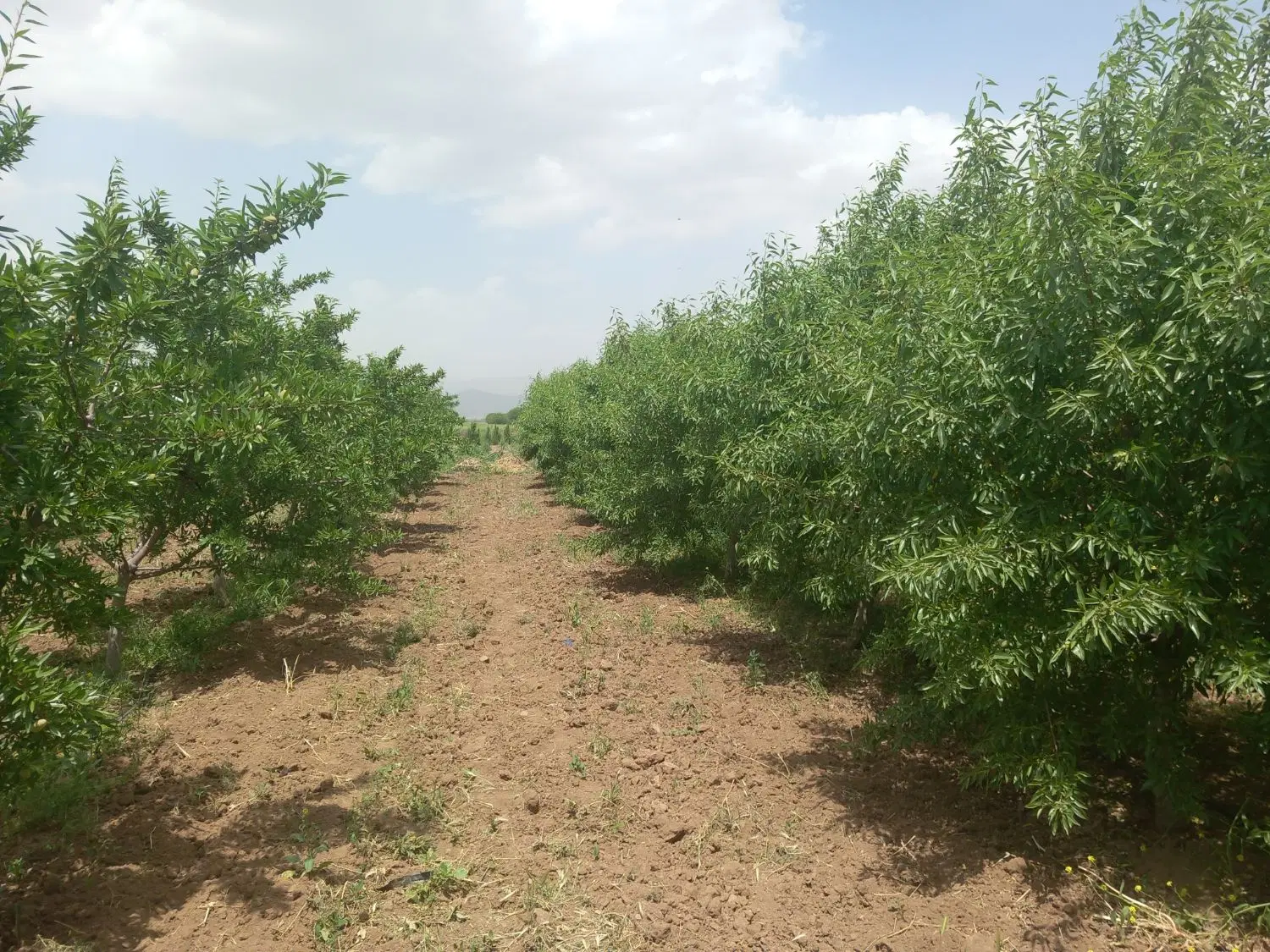 ۳۰۰۰ متر زمین کشاورزی برای احداث باغ