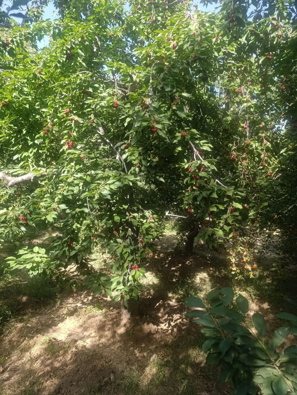 باغ در دره مراد بیک