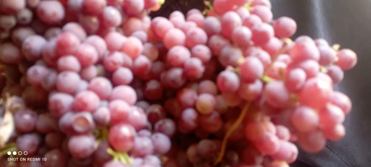 باغ انگور