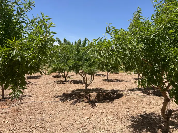 باغ طرح حرار