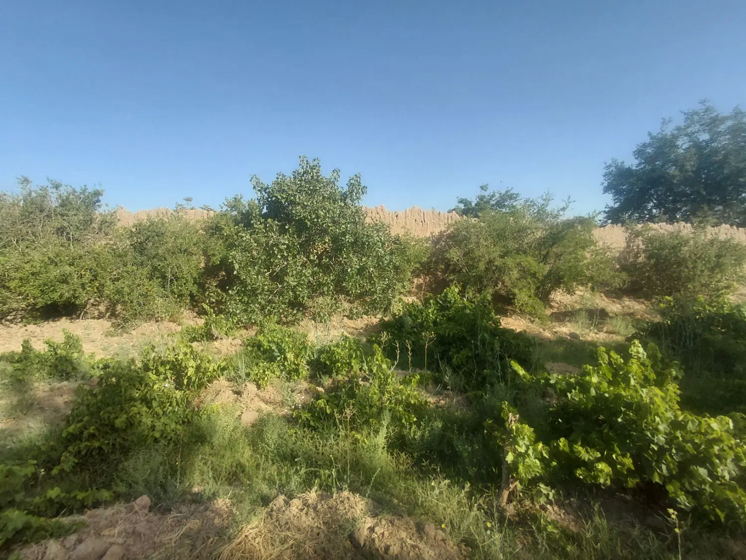 باغ ۱۰۰۰ متری