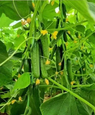 گلخانه فروشی یا معاوضه با ماشین سنگین
