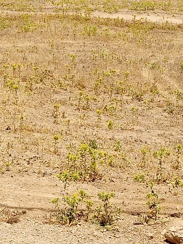 زمین کشاورزی