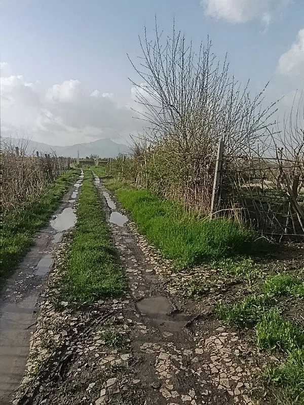 زمین باغی
