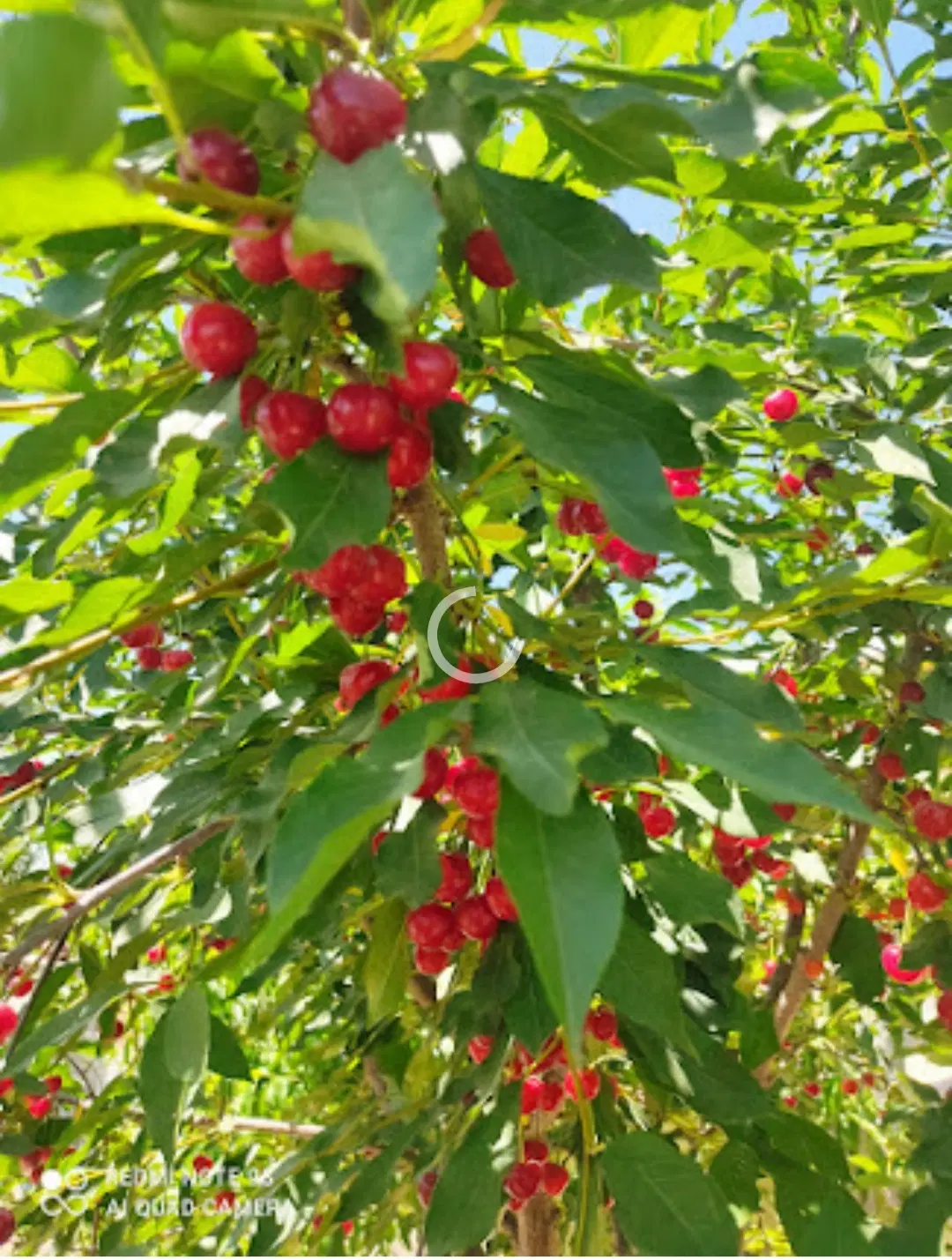 باغ باغچه ده ساله